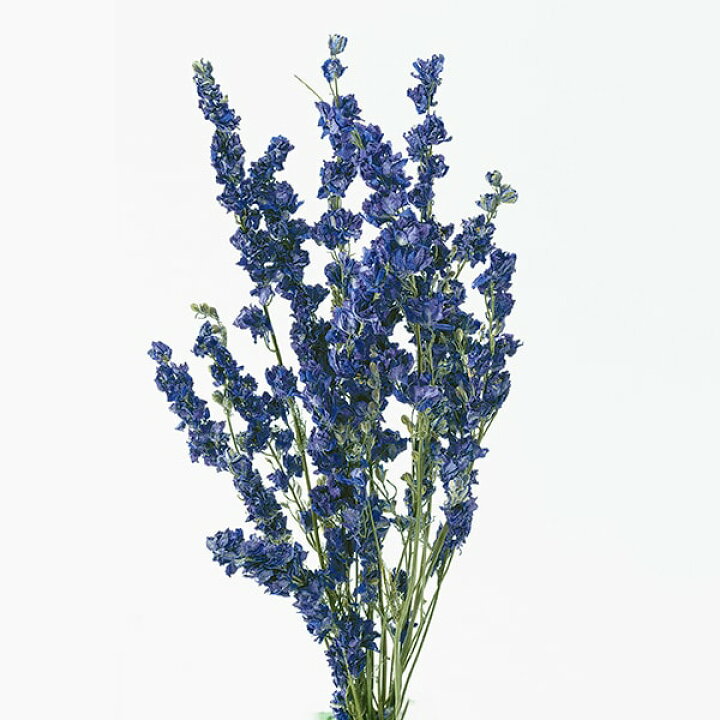 楽天市場 ドライフラワー 即日出荷 大地農園 デルフィニューム ブルー ドライフラワー スワッグ ブーケ ドライフラワー花束 花束 ドライフラワースワッグ リース アレンジ 花材 素材 材料 花 パーツ アレンジメント ナチュラル 自然素材 装飾 造花ドライ