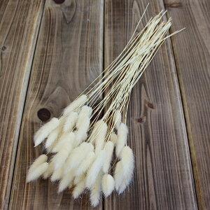 yP10{ 12/31܂ŁIz hCt[ ԍ o OX   hCt[ XbO u[P hCt[ԑ hCt[XbO [X AW ԍ f ޗ  n