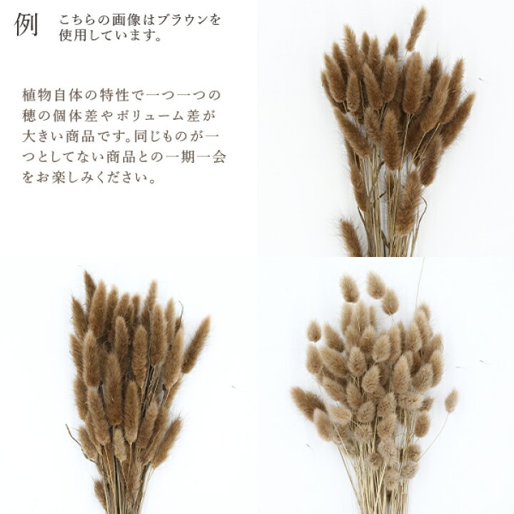 楽天市場】《ドライフラワー 花材》☆即日出荷☆大地農園 ラグラス 〇 白穂 ドライフラワー スワッグ ブーケ ドライフラワー花束 花束 ドライフラワースワッグ リース アレンジ 花材 素材 材料 花 パーツ アレンジメント ナチュラル 自然素材 装飾 花嫁 : 造花ドライ ... 楽天市場】《ドライフラワー 花材》☆即日出荷☆大地農園 ラグラス 〇 白穂 ドライフラワー スワッグ ブーケ ドライフラワー花束 花束 ドライフラワースワッグ リース アレンジ 花材 素材 材料 花 パーツ アレンジメント ナチュラル 自然素材 装飾 花嫁 : 造花ドライ ...