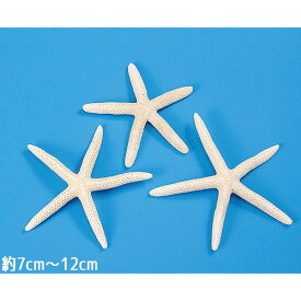楽天市場 ヒトデ ドライの通販 楽天市場 ヒトデ ドライの通販