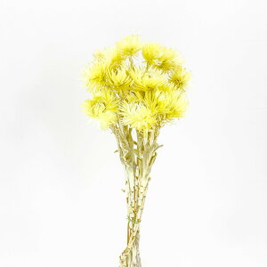 hCt[ ԍ o Vo[f[W[~j  ԍ f ޗ p[c F CG[ F XbO u[P hCt[ԑ [X AW  