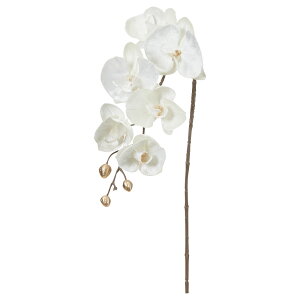   Ƃ悹i xxbgR`E×6 ڂ×5 m NbN^EI[Lbh fhrEErMo  r[h xxbh N AXJ ASCA AXJ