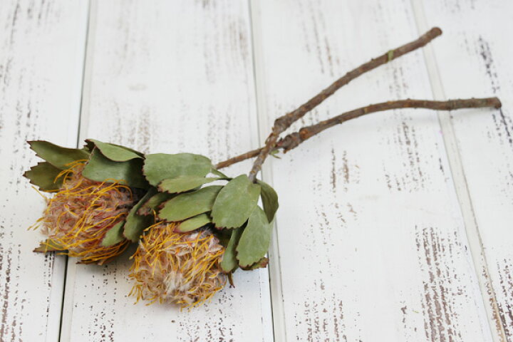 楽天市場 ドライフラワー 花材 即日出荷 Coretrading ピンクッション ベルドファイヤー ワイルドフラワー ドライフラワー スワッグ ブーケ ドライフラワー花束 花束 ドライフラワースワッグ リース アレンジ 花材 素材 材料 花 パーツ 造花ドライフラワー専門