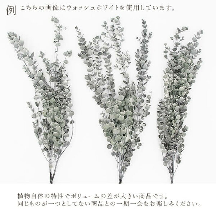 楽天市場 プリザーブドフラワー 花材 即日出荷 大地農園 グニーユーカリ ウォッシュグリーン葉 リーフ プリザーブドフラワー スワッグ ブーケ ドライフラワー プリザ 花束 ドライフラワースワッグ リース アレンジ 花材 素材 材料 花 パーツ 装飾 造花ドライ