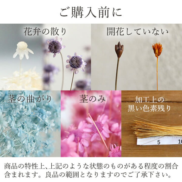 楽天市場】《ドライフラワー 花材》☆即日出荷☆大地農園 スターフラワー・ミニ アップルグリーン ドライフラワー スワッグ ブーケ ドライフラワー花束 花束 ドライフラワースワッグ リース アレンジ 花材 素材 材料 花 パーツ アレンジメント ナチュラル : 造花ドライ ... 楽天市場】《ドライフラワー 花材》☆即日出荷☆大地農園 スターフラワー・ミニ アップルグリーン ドライフラワー スワッグ ブーケ ドライフラワー花束 花束 ドライフラワースワッグ リース アレンジ 花材 素材 材料 花 パーツ アレンジメント ナチュラル : 造花ドライ ...