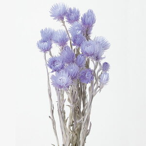 yP10{ 12/31܂ŁIz hCt[ ԍ o ~jVo[f[W[ Cgp[v hCt[ XbO u[P hCt[ԑ hCt[XbO [X AW 