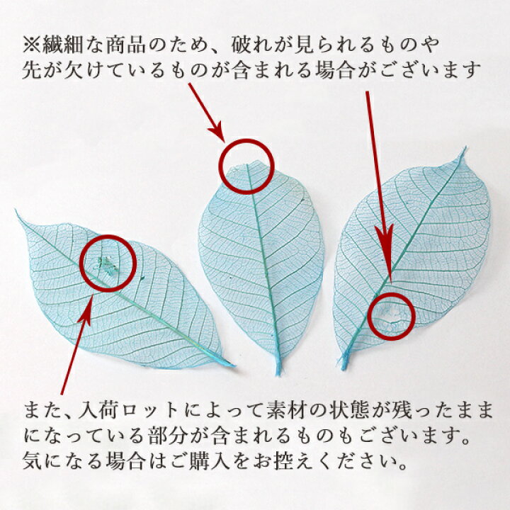 楽天市場】《ドライフラワー 花材》☆即日出荷☆大地農園 ミニスケルトンリーフ・大 白 葉脈 花材 材料 ドライ 自然素材 ナチュラル アクセサリー材料 インテリア ドライフラワー スワッグ ブーケ ドライフラワー花束 花束 ドライフラワースワッグ リース : 造花ドライ ... 楽天市場】《ドライフラワー 花材》☆即日出荷☆大地農園 ミニスケルトンリーフ・大 白 葉脈 花材 材料 ドライ 自然素材 ナチュラル アクセサリー材料 インテリア ドライフラワー スワッグ ブーケ ドライフラワー花束 花束 ドライフラワースワッグ リース : 造花ドライ ...