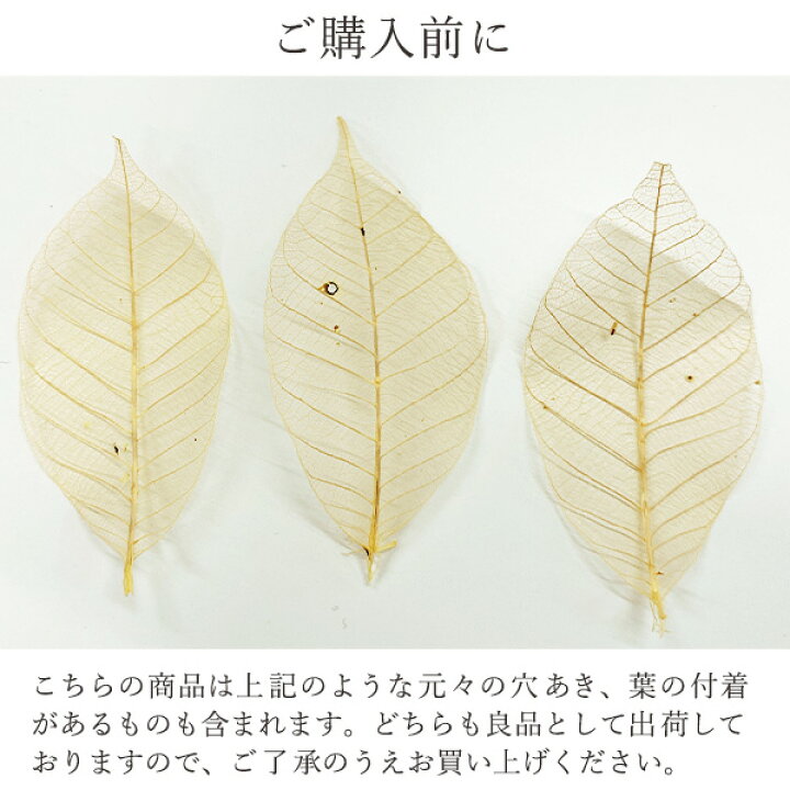 楽天市場】《ドライフラワー 花材》☆即日出荷☆大地農園 ミニスケルトンリーフ・大 白 葉脈 花材 材料 ドライ 自然素材 ナチュラル アクセサリー材料 インテリア ドライフラワー スワッグ ブーケ ドライフラワー花束 花束 ドライフラワースワッグ リース : 造花ドライ ... 楽天市場】《ドライフラワー 花材》☆即日出荷☆大地農園 ミニスケルトンリーフ・大 白 葉脈 花材 材料 ドライ 自然素材 ナチュラル アクセサリー材料 インテリア ドライフラワー スワッグ ブーケ ドライフラワー花束 花束 ドライフラワースワッグ リース : 造花ドライ ...