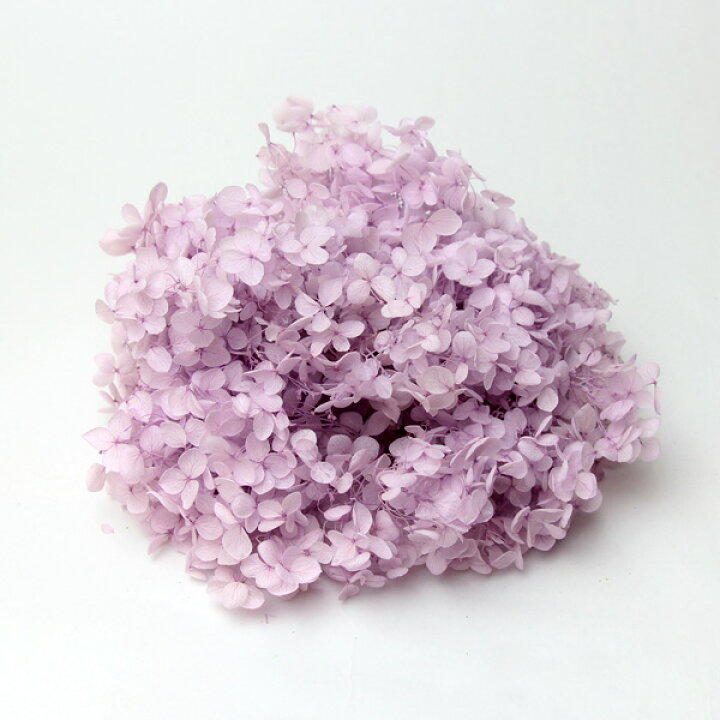 楽天市場 プリザーブドフラワー 即日出荷 花びし ソフトアナベル ライラックピンク アジサイ あじさい 紫陽花 ハーバリウム プリザーブドローズ プリ プリザーブド ブリザーブド パーツ サシェ キャンドル 造花ドライフラワー専門問屋花びし