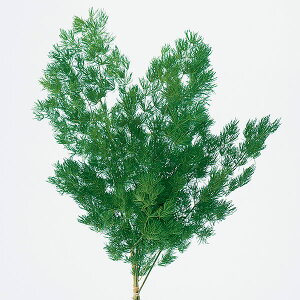 yP10{ z vU[uht[ ԍ o ~IN_X O[ (݌Ɍ) vU[uht[ XbO u[P hCt[ ԑ [X AW ԍ f n_