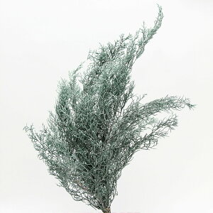 �yP10�{ 12/31�܂ŁI�z �v���U�[�u�h�t�����[ �ԍ� �����o�� �u���[�A�C�X �Z �E�H�b�V���z���C�g �v���U�[�u�h�t�����[ �X���b�O �u�[�P �h���C�t�����[ �ԑ� ���[�X �A�����W �ԍ� �f�� ��n