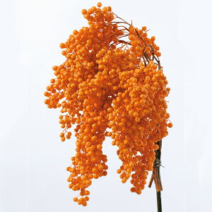 yP10{ z vU[uht[ ԍ o ybp[x[EvU[uh IW vU[uht[ XbO u[P hCt[ ԑ [X AW ԍ  n_