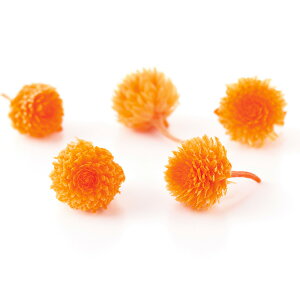 yP10{ z vU[uht[ ԍ o gEvU[uhEwbh t[eBIW vU[uht[ XbO u[P hCt[ ԑ [X ԍ n_