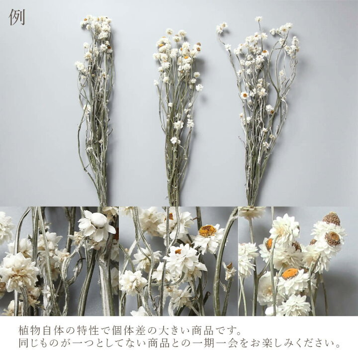 楽天市場】ドライフラワー 花材 即日出荷 アンモビューム ナチュラル 