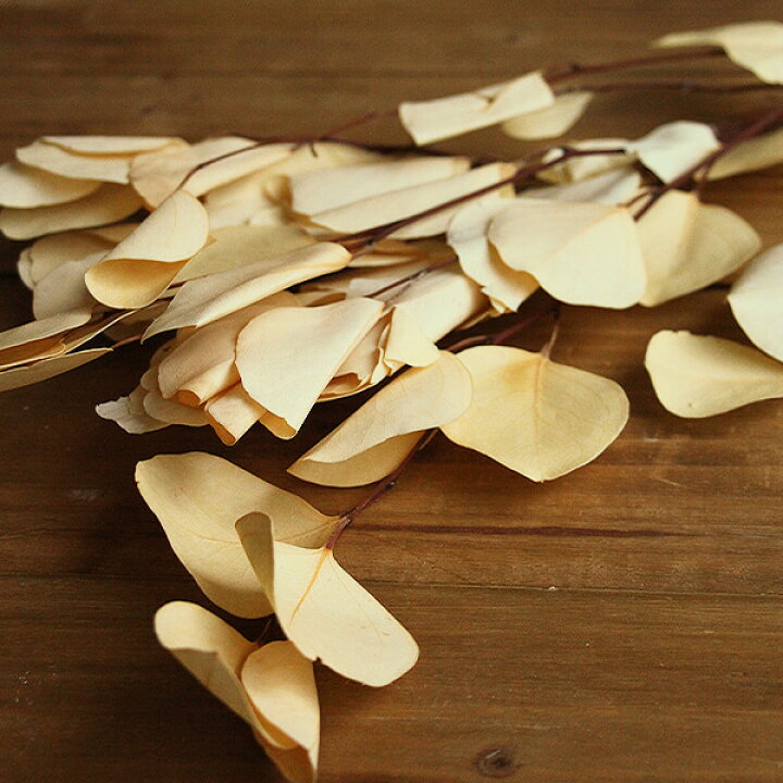 300円 【SALE/64%OFF】 《ドライフラワー 花材》 即日出荷 大地農園 ポプルス 〇 ナチュラル 葉 リーフ ドライフラワー スワッグ ブーケ ドライフラワー花束 花束 花材 300円 【SALE/64%OFF】 《ドライフラワー 花材》 即日出荷 大地農園 ポプルス 〇 ナチュラル 葉 リーフ ドライフラワー スワッグ ブーケ ドライフラワー花束 花束 花材