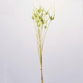 楽天市場 チューリップ ドライフラワー 花 観葉植物 花 ガーデン Diyの通販