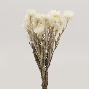 yP10{ 12/31܂ŁIz hCt[ ԍ o ~jVo[f[W[  hCt[ XbO u[P hCt[ԑ hCt[XbO [X AW ԍ f n