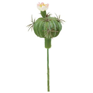 多肉植物 花 ピンクの人気商品 通販 価格比較 価格 Com