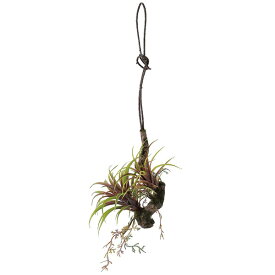 楽天市場 ハンギング プランツの通販