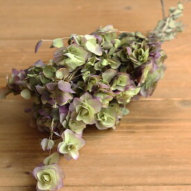 楽天市場 ドライフラワー 花 観葉植物 花 ガーデン Diy の通販