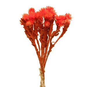 hCt[ ԍ o Vo[fCW[ IW Vo[f[W[ ԍ f ޗ p[c hCt[ XbO u[P hCt[ԑ [X  f