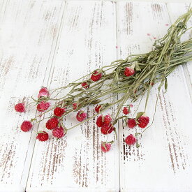 ドライフラワー 花材 即日出荷 センニチコウ ストロベリー 千日紅 ドライフラワー スワッグ ブーケ ドライフラワー花束 ドライフラワースワッグ リース コアトレーディング