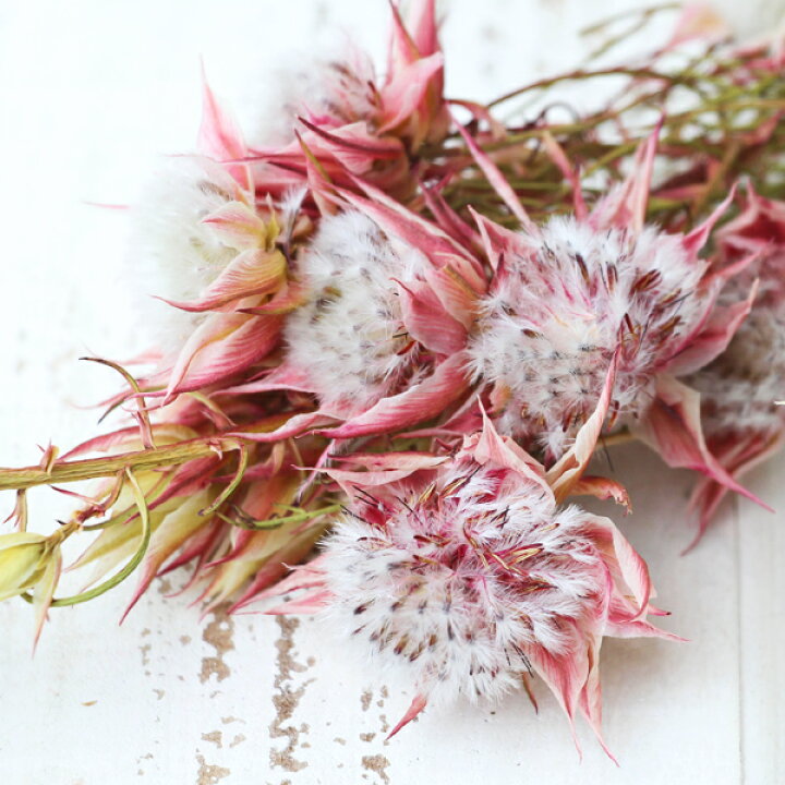 楽天市場 ドライフラワー 花材 即日出荷 Coretrading セルリア ドライフラワー スワッグ ブーケ ドライフラワー花束 花束 ドライフラワースワッグ リース アレンジ 花材 素材 材料 花 パーツ アレンジメント ナチュラル 自然素材 装飾 造花ドライフラワー専門 楽天市場 ドライフラワー 花材 即日出荷 Coretrading セルリア ドライフラワー スワッグ ブーケ ドライフラワー花束 花束 ドライフラワースワッグ リース アレンジ 花材 素材 材料 花 パーツ アレンジメント ナチュラル 自然素材 装飾 造花ドライフラワー専門