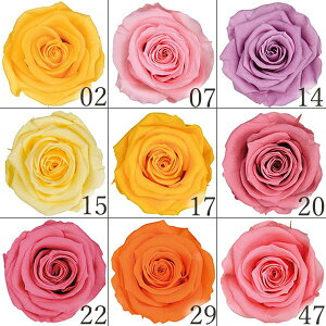 プリ花の通販 価格比較 価格 Com プリ花の通販 価格比較 価格 Com