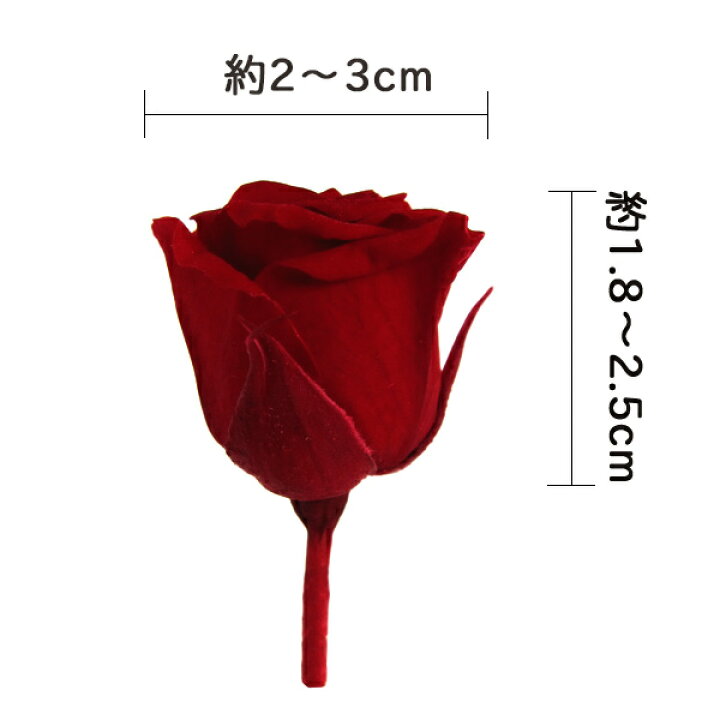 楽天市場】プリザーブドフラワー 花材 とりよせ品 ピッコラブロッサム 