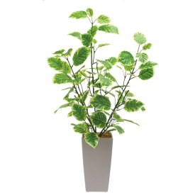 楽天市場 ホヤ 植物の通販