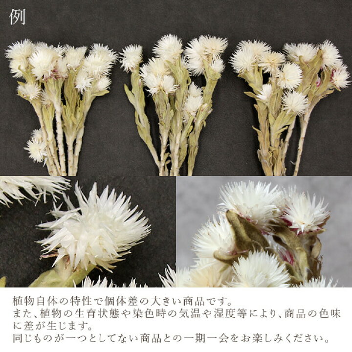 楽天市場】ドライフラワー 花材 即日出荷 シルバーデージーミニ 