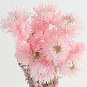 ドライフラワー 花材 即日出荷 シルバーデージーミニ ピンク ドライフラワー スワッグ ブーケ ドライフラワー花束 ドライフラワースワッグ リース アレンジ 花材 素材 東花