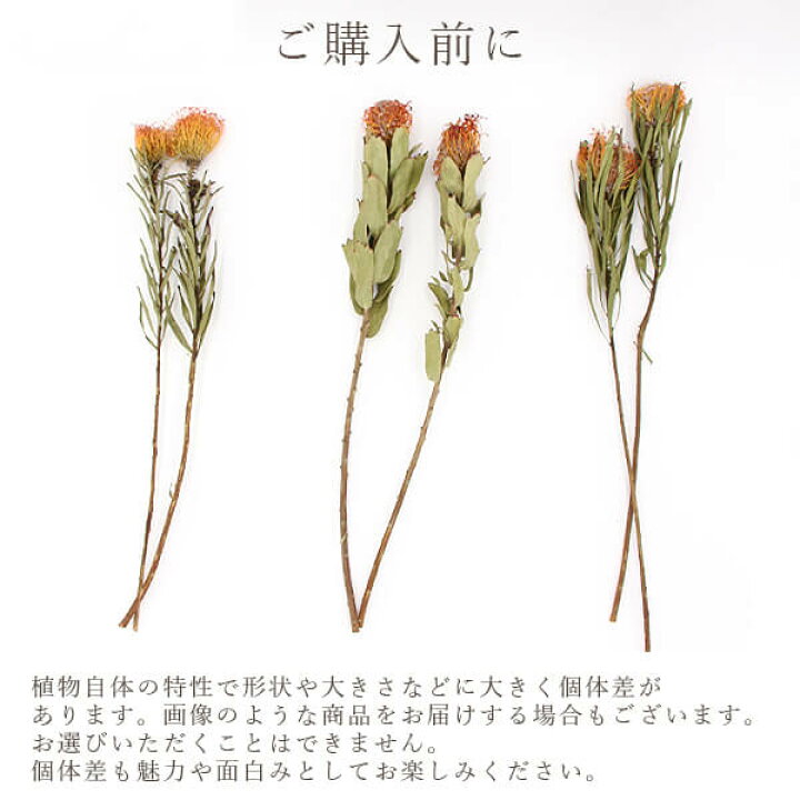 楽天市場 ドライフラワー 花材 即日出荷 Coretrading ピンクッション タンゴ ナチュラルワイルドフラワー ドライフラワー スワッグ ブーケ ドライフラワー花束 花束 ドライフラワースワッグ リース アレンジ 花材 素材 材料 花 パーツ 造花ドライフラワー専門