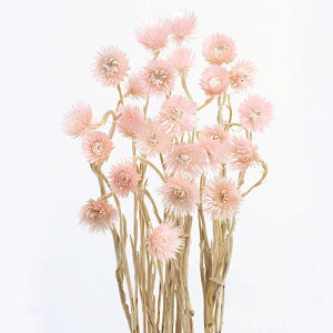 hCt[ ԍ o ~jVo[f[W[ GWFsN hCt[ XbO u[P hCt[ԑ hCt[XbO [X ԍ n_