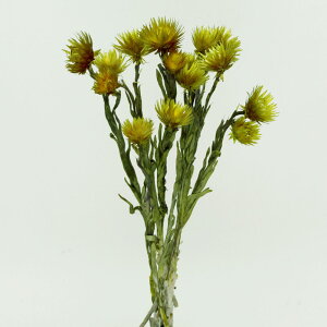 ドライフラワー 花材 即日出荷 シルバーデイジー グリーンティ シルバーデージー 花材 素材 材料 パーツ 抹茶 グリーン 緑 くすみカラー スワッグ ブーケ 花束 装飾 東方貿易