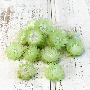 yP10{ 12/31܂ŁIz hCt[ ԍ o Vo[fCW[wbh CgO[ Vo[f[W[ ԍ f ޗ p[c XbO u[P hCt[ԑ [X  