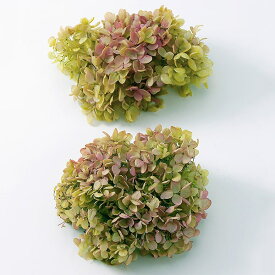 楽天市場 紫陽花 グリーンロゼの通販