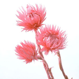 hCt[ ԍ o y40OFFzԌ ~jVo[f[W[ t{[Y hCt[ XbO u[P hCt[ԑ [X AW n_