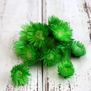 ドライフラワー 花材 即日出荷 シルバーデイジーヘッド モスグリーン シルバーデージー 花材 素材 材料 パーツ ドライフラワー スワッグ ブーケ ドライフラワー花束 東方貿易