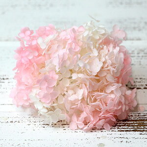 yP10{ z vU[uht[ ԍ o \tgAix ptF sNt[g AWTC  z Ԃт vU[uht[ XbO u[P ԑ 