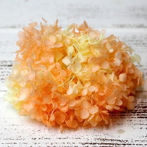 yP10{ z vU[uht[ ԍ o \tgAix ptF IW Fꍇ܂ AWTC  z Ԃт XbO ԑ 