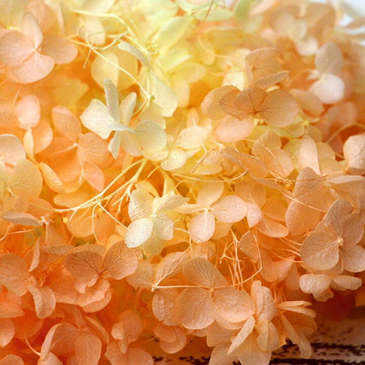 楽天市場 プリザーブドフラワー 即日出荷 東北花材 ソフトあじさいアナベル パルフェ レモンオレンジ アジサイ あじさい 紫陽花 花びら プリザーブドフラワー スワッグ ブーケ ドライフラワー プリザ 花束 ドライフラワースワッグ リース アレンジ 造花ドライ