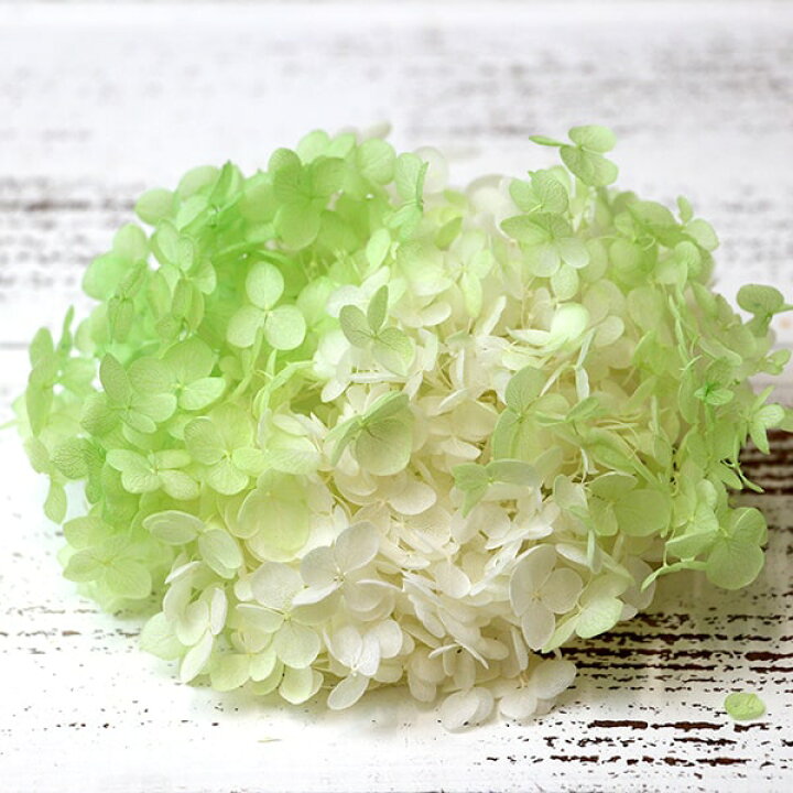 楽天市場 プリザーブドフラワー 花材 即日出荷 東北花材 ソフトあじさいアナベル パルフェ メロンフロート アジサイ あじさい 紫陽花 花びら プリザーブドフラワー スワッグ ブーケ ドライフラワー プリザ 花束 ドライフラワースワッグ リース 花材 造花ドライ