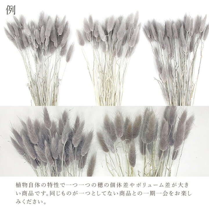 楽天市場】《ドライフラワー 花材》☆即日出荷☆東花 ラグラス オフグレー 穂 ドライフラワー スワッグ ブーケ ドライフラワー花束 花束 ドライフラワースワッグ リース アレンジ 花材 素材 材料 花 パーツ アレンジメント ナチュラル 自然素材 装飾 : 造花ドライフラワー ... 楽天市場】《ドライフラワー 花材》☆即日出荷☆東花 ラグラス オフグレー 穂 ドライフラワー スワッグ ブーケ ドライフラワー花束 花束 ドライフラワースワッグ リース アレンジ 花材 素材 材料 花 パーツ アレンジメント ナチュラル 自然素材 装飾 : 造花ドライフラワー ...