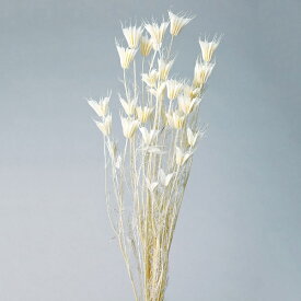 楽天市場 白 ドライフラワー 花 観葉植物 花 ガーデン Diyの通販