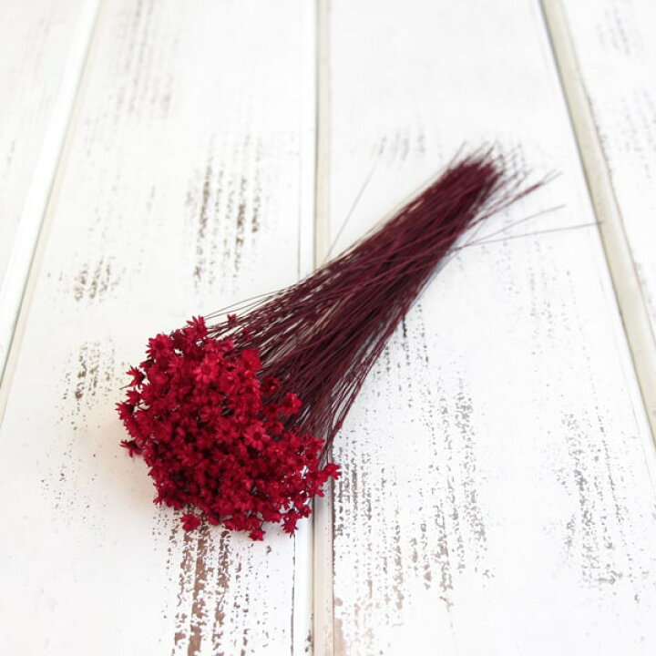 楽天市場】ドライフラワー 花材 即日出荷 スターフラワー レッド  