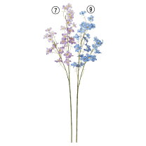 楽天市場】ラークスパー（花・観葉植物｜花・ガーデン・DIY）の通販