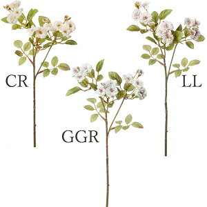  Ƃ悹i |jG||[Y(1Zbg12{) CeA CeAt[ tFCNt[ VNt[ ԍ Ԏ lfBXvC~[WA YDM