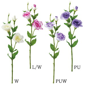  Ƃ悹i gRLLE(1Zbg12{) CeA CeAt[ tFCNt[ VNt[ CeAO[ lfBXvC~[WA YDM