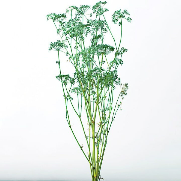 楽天市場 プリザーブドフラワー 花材 即日出荷 大地農園 イタリアンパセリ ウォッシュホワイト 葉 リーフ プリザーブドフラワー スワッグ ブーケ ドライフラワー プリザ 花束 ドライフラワースワッグ リース アレンジ 花材 素材 材料 花 パーツ 造花ドライ
